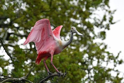 Roseate Spoonbill
