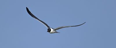 Gliding
