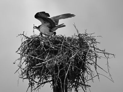 Osprey Z93_2539.jpg