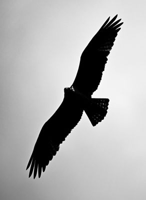 In Flight Z93_3067.jpg