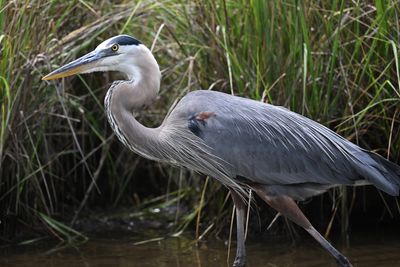 Egret5 Z93_4282.jpg