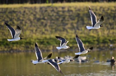 Plover Pals1 Z93_5792.jpg