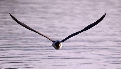 You Lookin' at Me? Z93_5833.jpg