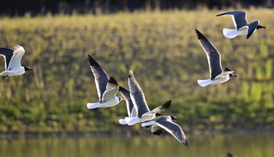 Plover Pals2 Z93_5800.jpg