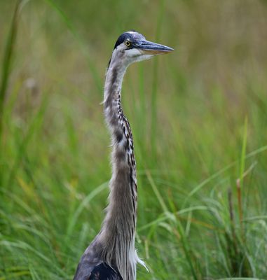 Egret4 Z93_7612 ret.jpg
