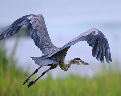 Egret1 Z93_8284.jpg