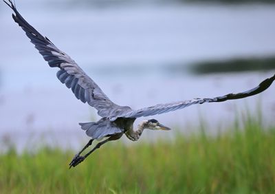 Egret2 Z93_8286.jpg