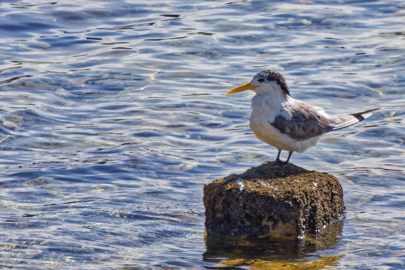 Greater Crested Tern