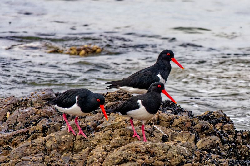 Australian Pied Oystercatcher
