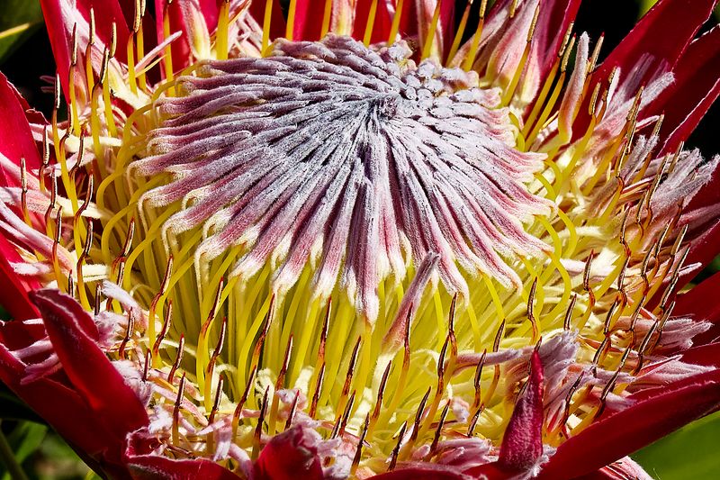 Royal Tasmanian Botanical Gardens