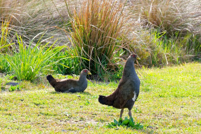 Native hens