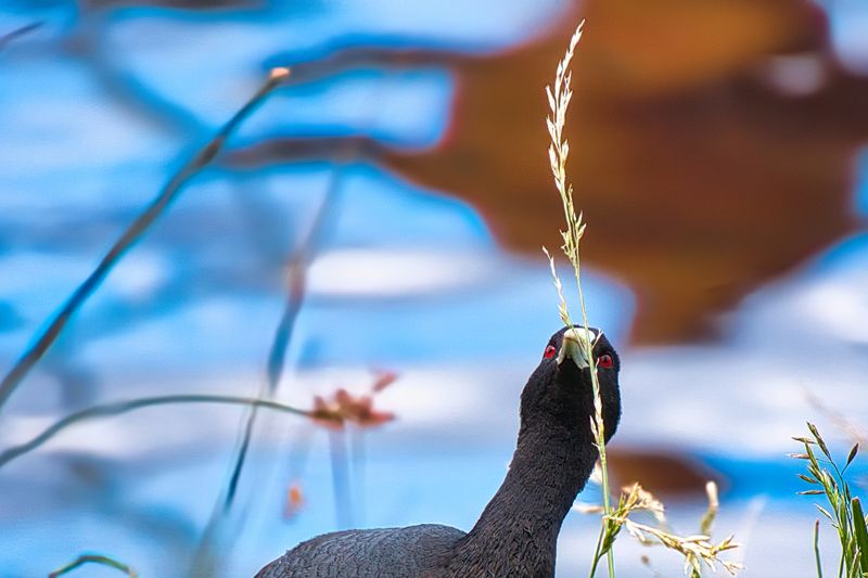 Eurasian Coot