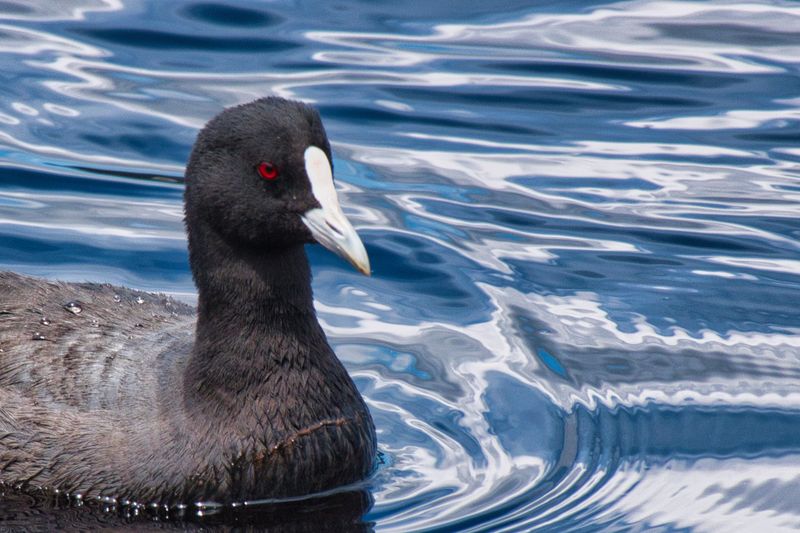 Eurasian Coot