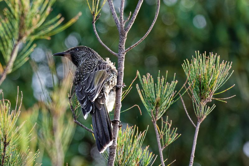 Birds in my Backyard