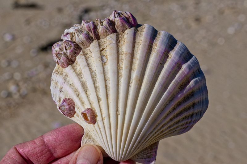 Sea Life