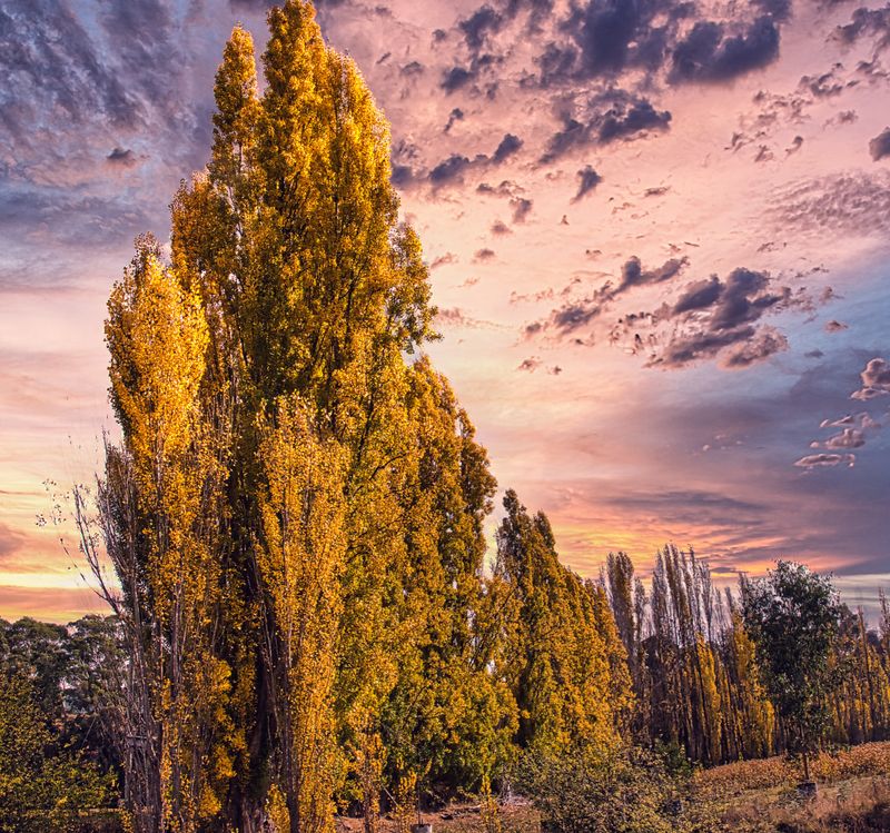 Norfick, Tasmania
