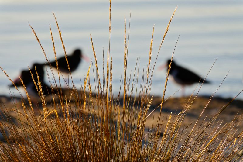 Shoreline