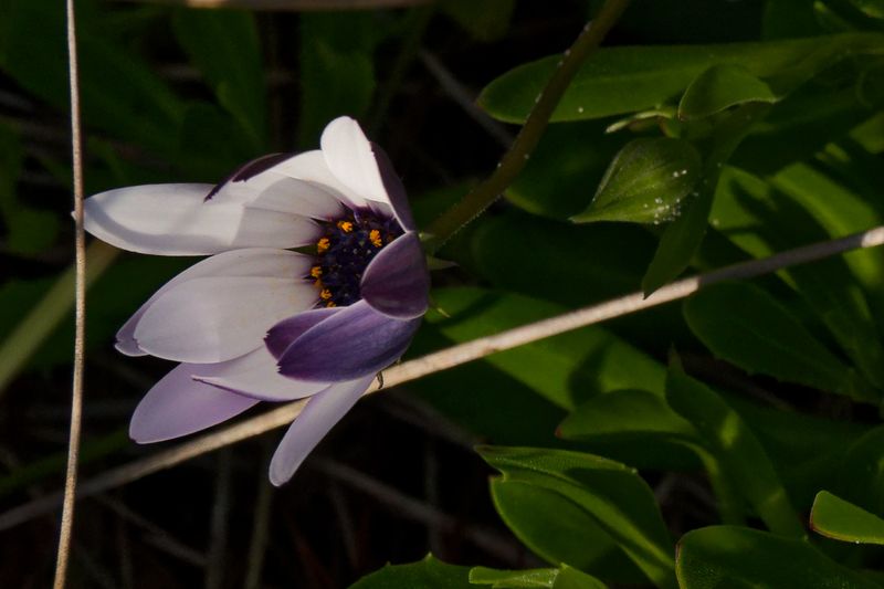 Flora