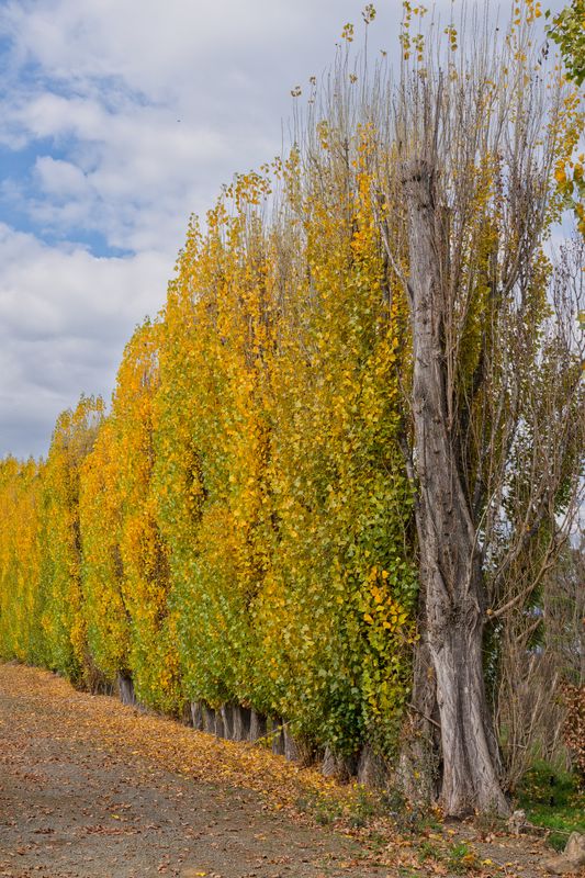 Norfick, Tasmania