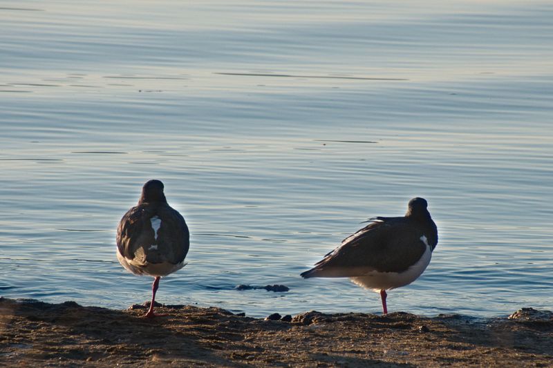 Shoreline