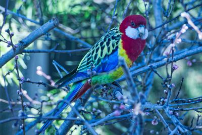 Eastern Rosella