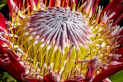 Royal Tasmanian Botanical Gardens