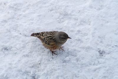 Pjaro buscando alguna semilla entre la nieve.