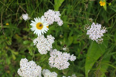 Flores