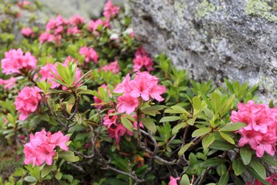 Flores