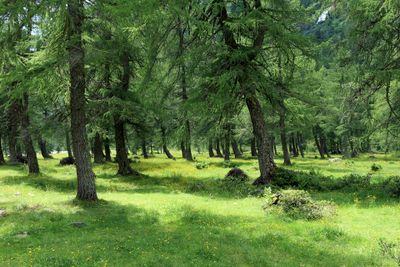 Bergeralm