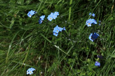 Flores