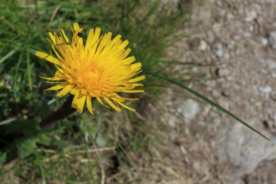 Flores