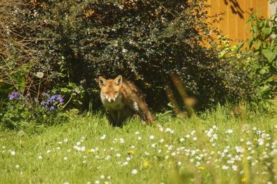A fox which slept in our garden one morning!