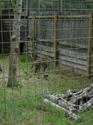 Big Cat Sanctuary 2025 Open day