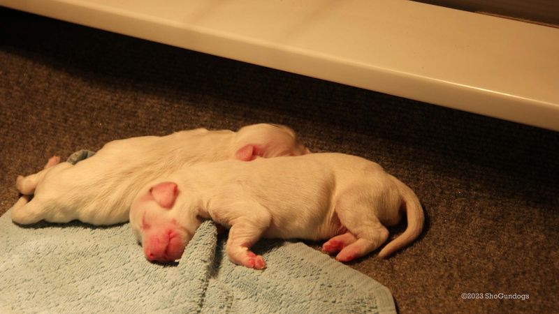 Pollys  Litter  230619 012.jpg