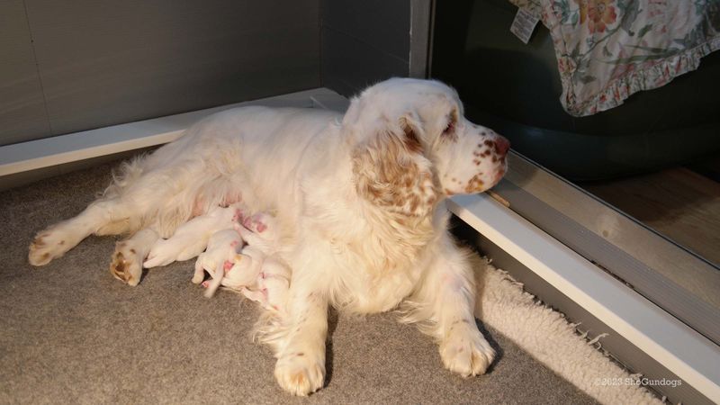 Pollys  Litter  230619 021.jpg