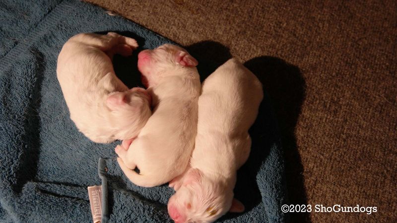 Pollys Litter  230622 010.jpg