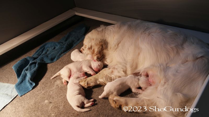 Pollys Litter  230626 015.jpg