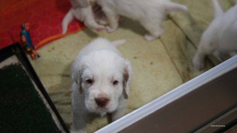 Pollys Litter  230719 018.jpg