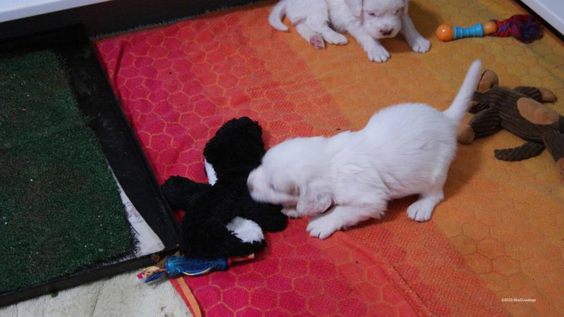 Pollys Litter  230719 024.jpg