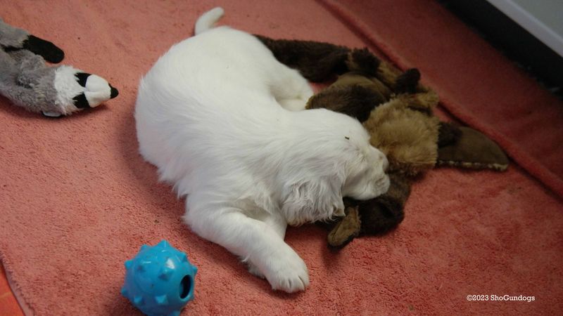 Pollys Litter  230723 016.jpg