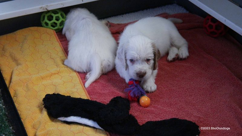 Pollys Litter  230727 011.jpg