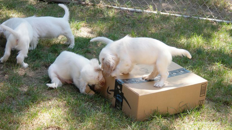 Pollys Litter  230812 003.jpg