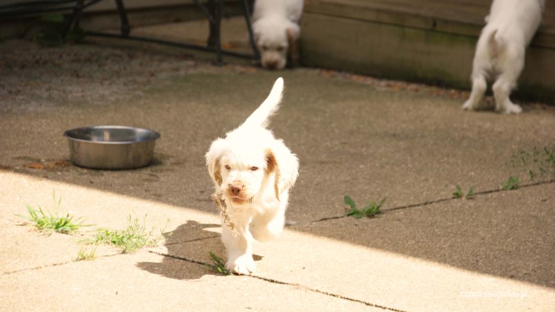 Pollys Litter  230815 015.jpg