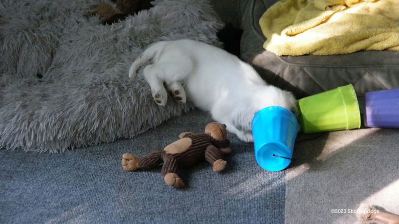 Pollys Litter  230816 007.jpg