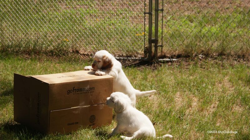 Pollys Litter  230816 013.jpg