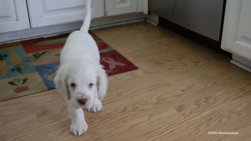 Pollys Litter  230818 009.jpg