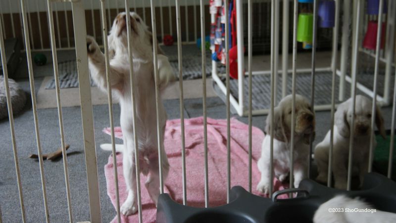 Pollys Litter  230826 015.jpg