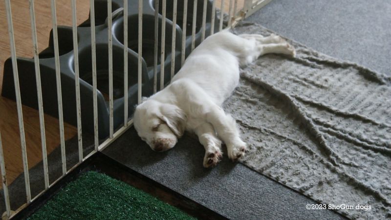 Pollys Litter  230923 011.jpg