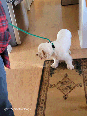 Bruno  221113 005.gif